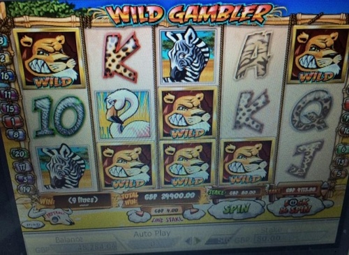 Wild Gambler - TopDollarMan