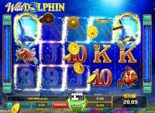 Wild dolphin / 7