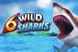 6 Wild Sharks