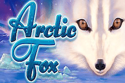Arctic Fox