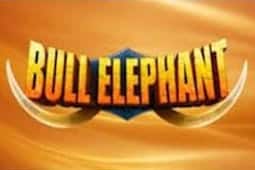 Bull Elephant