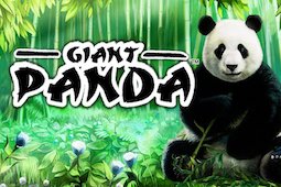 Giant Panda