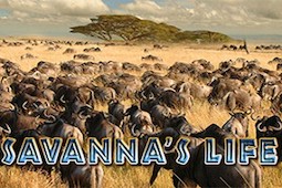 Savanna’s Life