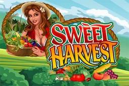 Sweet Harvest