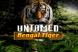 Untamed Bengal Tiger