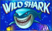 Wild shark